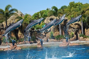Seaworld-Dolphins